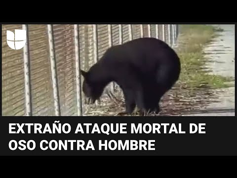 Un hombre muere tras ser atacado por un oso en Arizona