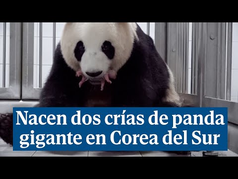 Un panda gigante ha dado a luz a dos cachorros gemelos en un parque temático de Corea del Sur