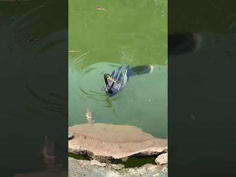 Anhinga aka 'The Snakebird'