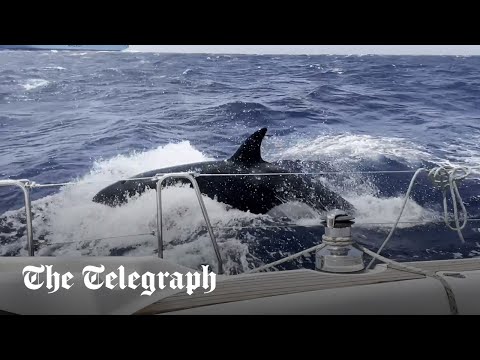 Killer whales attack yacht off the coast of Morocco