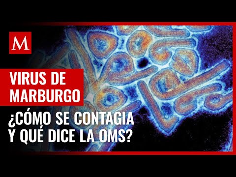 Virus de Marburgo, una enfermedad más letal que el Ébola y relacionada con el cambio climático