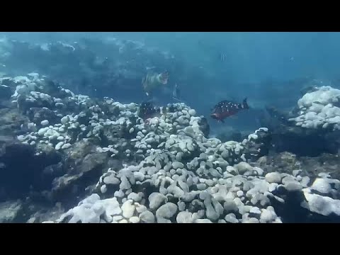 NoComment | El coral pierde su color rosa a causa del aumento de la temperatura del agua en Florida