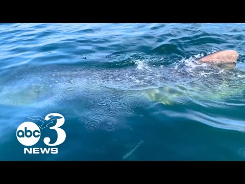 VIDEO: Boaters encounter large whale shark off the coast of Destin, Florida