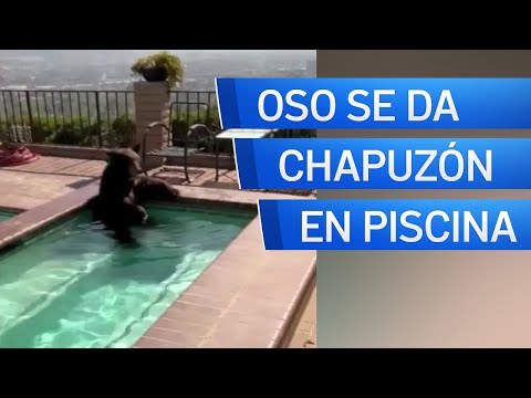 Oso se refresca en la pisicina de una casa en California