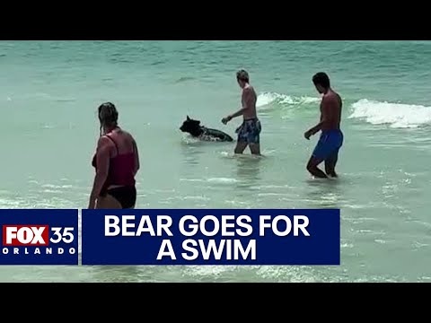 Black bear swimming at Florida beach baffles sunbthers