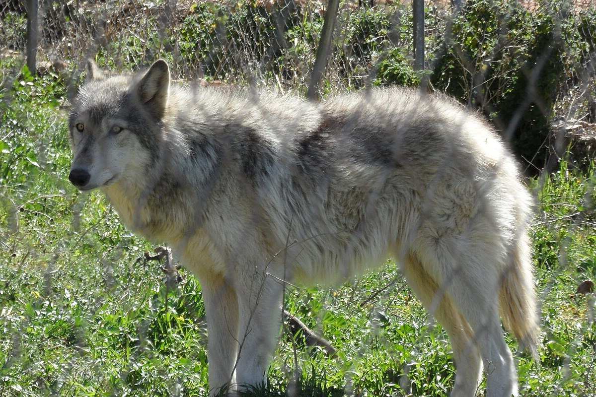 Un híbrido de lobo mató a un bebé en Alabama