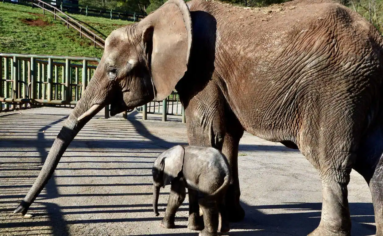 Nace cría de elefante africano en Disney's Animal Kingdom