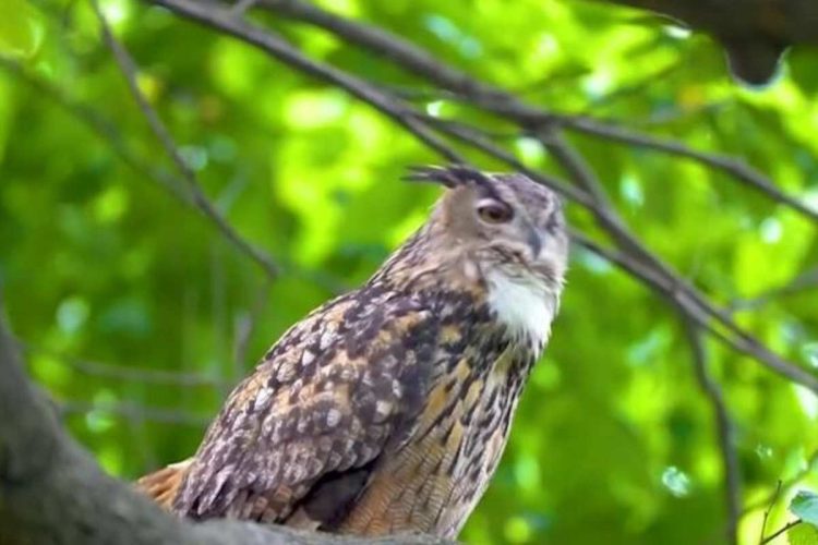 Murió popular búho se escapó del zoo de Central Park