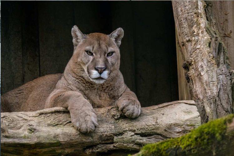 Ataque de puma en California