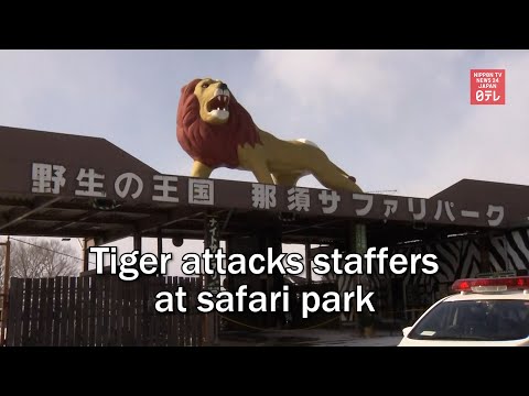 Tiger attacks staffers at safari park