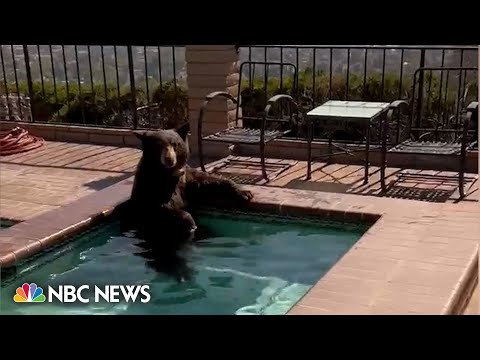 Bear cools off in Southern California pool