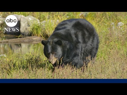 Man killed on his property in unprovoked bear attack in Arizona