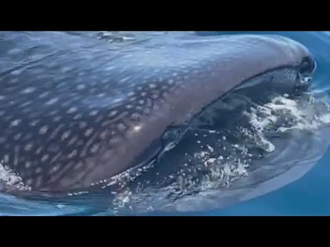 Whale shark spotted off Florida coast