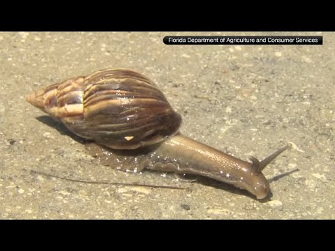 Giant African land snails send south FL neighborhoods into quarantine