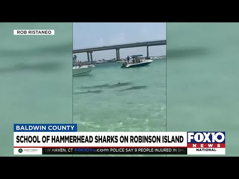 Hammerhead sharks circle swimmers, boaters near Robinson Island