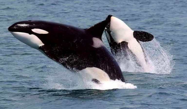 Gladis, a killer whale, attacks yachts and boats with other orcas